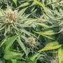 Configura la ventilación para marihuana indoor.