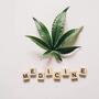 ¿Puedo volar con marihuana medicinal o terapéutica en Estados Unidos? ¿Qué permite el TSA en USA?