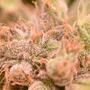 Neue Review: Terpene in Cannabis