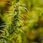 cannabis ready to harvest