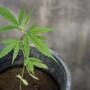 where in the usa it's legal to grow medicinal cannabis