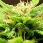 WietOliePuur – der CannaMedSocialClub