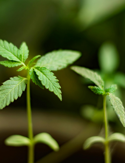 Mobili smart per nascondere la ganja con stile