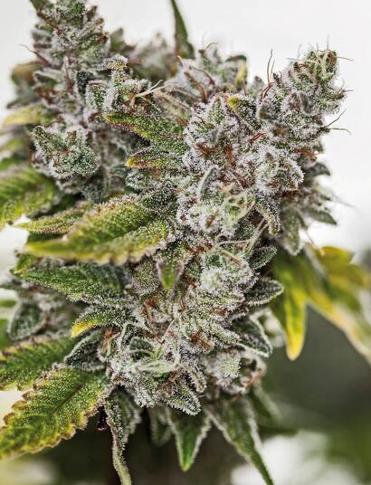 UNINTENDED EARLY FLOWERING