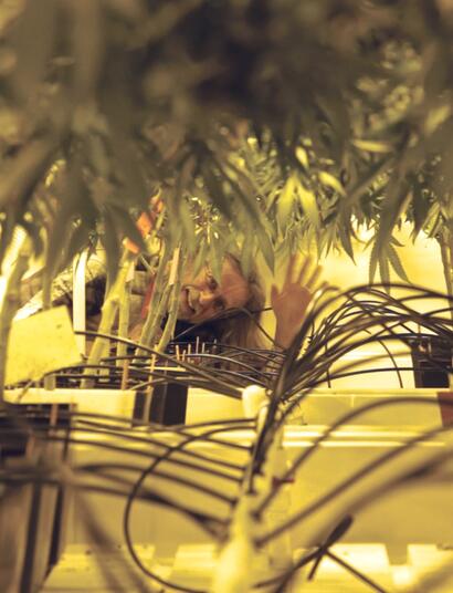 Falsch diagnostizierte probleme mit der plantage