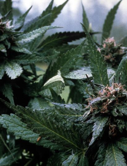 Reproducir rasgos dominantes en la crianza del cannabis