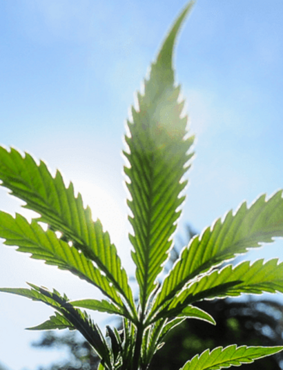 Cinco años de regulación: poco faso en farmacias