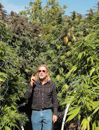 Disponibilidad, exceso y control de la nutrición del cannabis