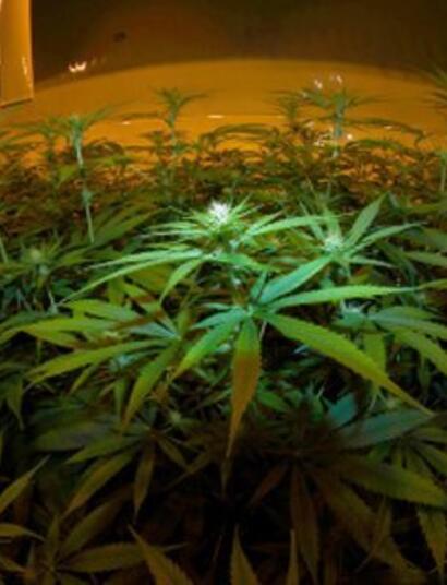 Niveles óptimos de electroconductividad en el cannabis