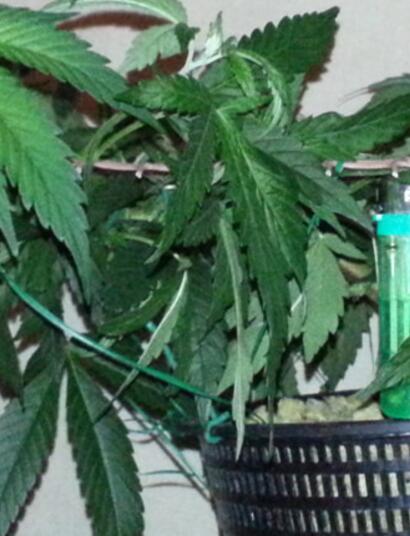 Control de la altura de la planta