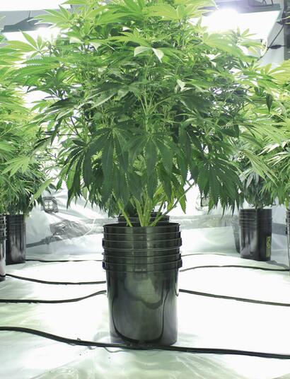 Las técnicas más usadas de la hidroponia. 