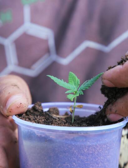 Entrevista con Cinthia Fariña de Mamá Cultiva, Paraguay. 