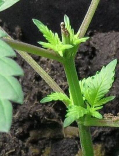 Sztuka przycinania i strzyżenia roślin