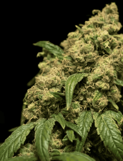 10 Reasons Why Your Autos Are Stunted and Small Plants