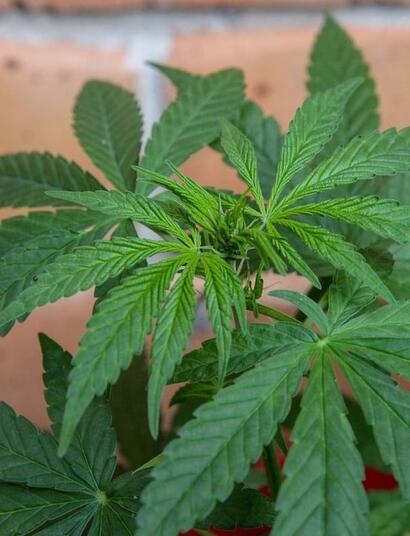 what you should know about foliar nutrients?