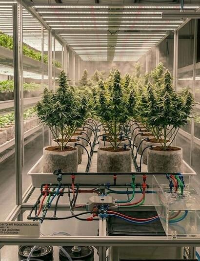 10 essential tips for cleaning your hydroponic system after harvest and creating a sterile growing environment.