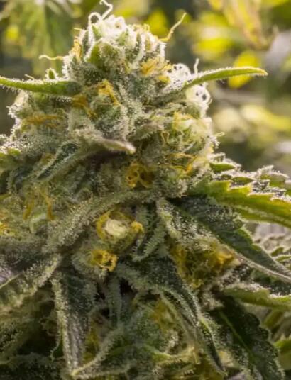 10 Tipps für den Anbau von selbstblühendem Cannabis im Freien