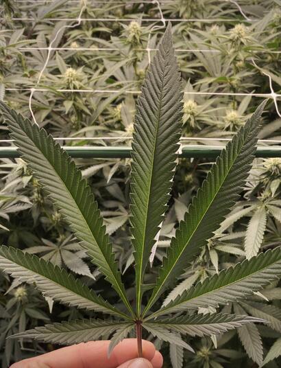 Ikonische Momente in der Geschichte des Cannabis