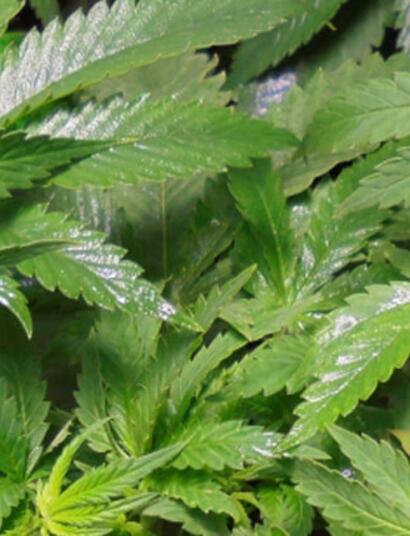 The Facts To Know About Indica And Sativa