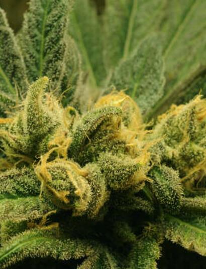 Mapping the Cannabis Genome