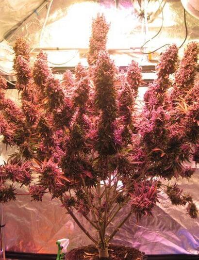 The evolution of autoflowering genetics