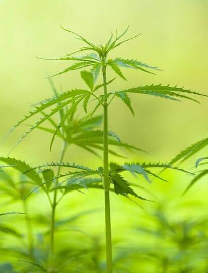 Trucos para un buen crecimiento de la marihuana