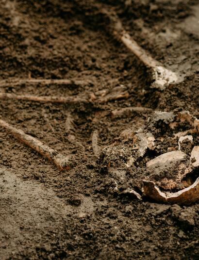 Psychoactive cannabis substances, specifically CBD (cannabidiol) and THC (delta-9-tetrahydrocannabinol), were detected in bones that are over 300 years old.