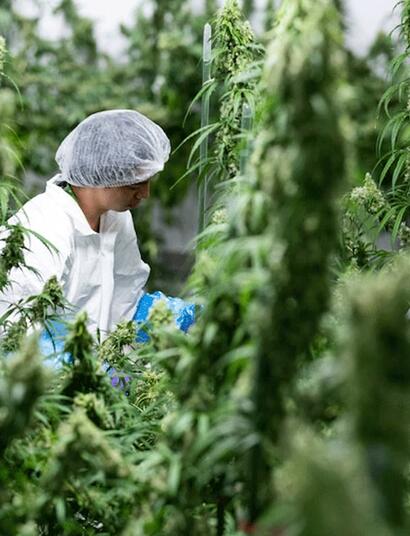 Plantas de marihuana medicinal floreciendo bajo focos en la planta de cultivo de Emmeloord