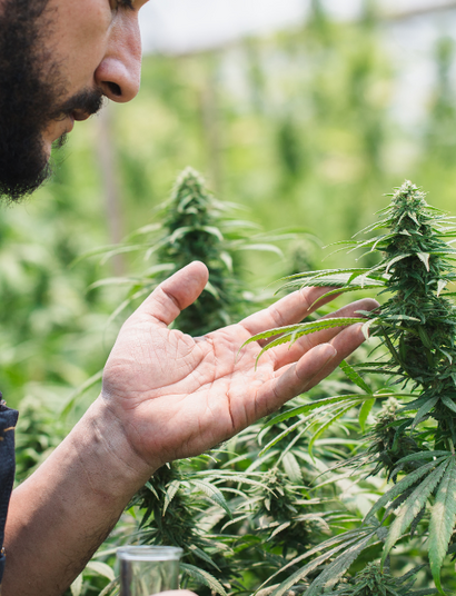 Los clubes de cannabis de Barcelona se ven amenazados