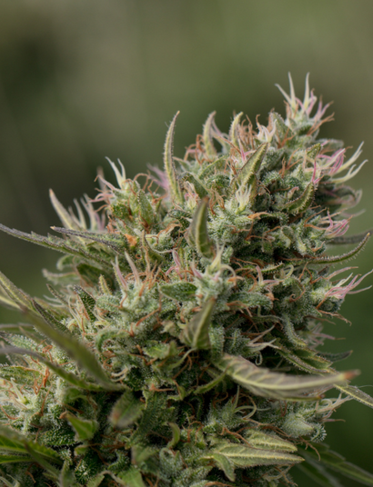 cbd konopí marihuana rozdíly
