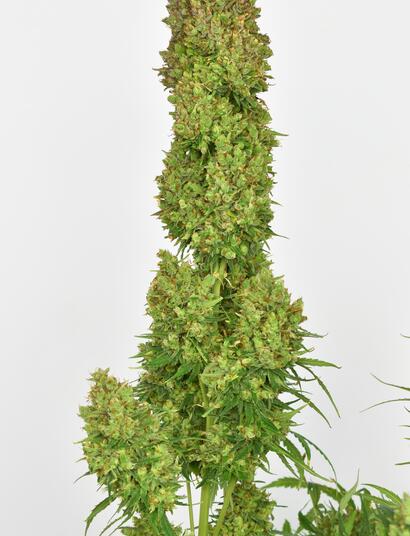 Heute halten Indoor-Autos ohne weiteres den Vergleich mit Klassikern aus (Auto Lemon Skunk XXL).