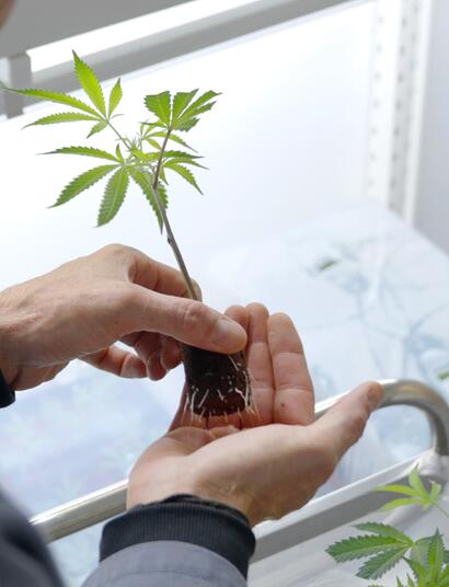 Warum Stecklinge einen Platz im Werkzeugkasten jedes Growers verdienen