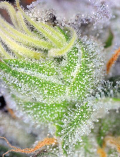 Cannabis vaporisieren! Tipps für Praktiker (1)