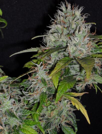 Drogie Czytelniczki, drodzy Czytelnicy,