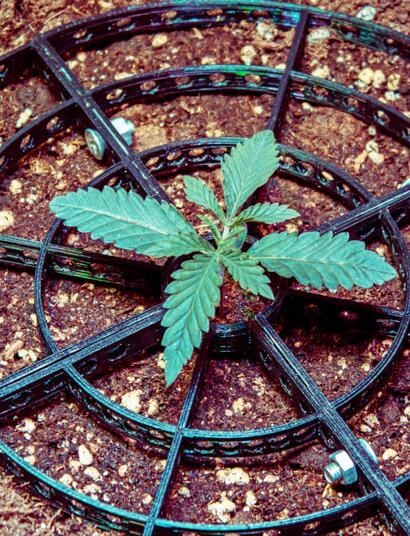 Cultivo de Blueberry Cookies y Ocean Grown Cookies