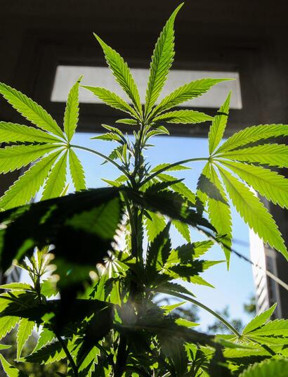 Deja la maceta quieta que ella se arregla con el Sol