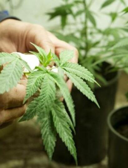 Economia della marijuana