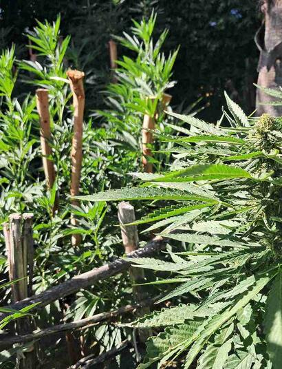 Expert tips for South African cannabis growers during flowering season. Learn how to manage wind, pests, and humidity from the Cape to the North