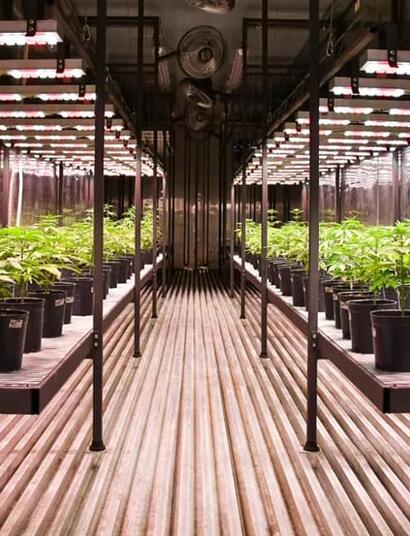 Buenos Aires: inaugurata la prima biofabbrica di cannabis medica 