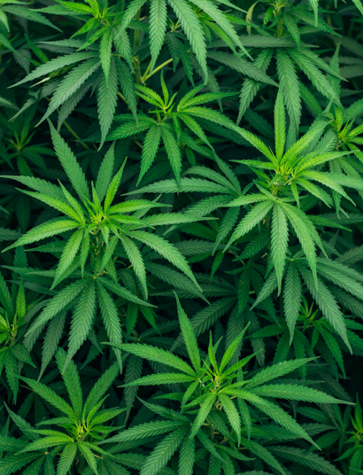 Größere Blüten durch Manipulationen erzeugen