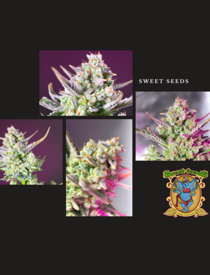 La hermosa sweet mimosa