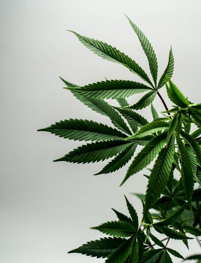 Cancer Patient Smokes Hospital-Prescribed Pot, Is Then Denied Transplant