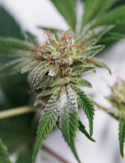 Gestión-integrada-de-patógenos-y-microbios-en-el-cannabis