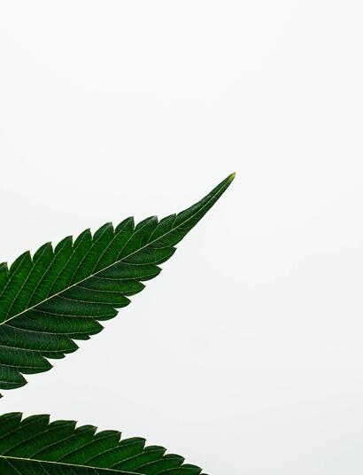 Voyage de Dutch Passion et compte-rendu sur le cannabis au Colorado