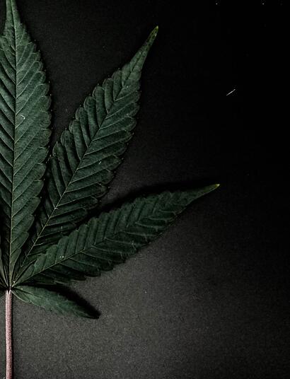 Cannabis descontamina radiación nuclear y los desechos químicos de los suelos