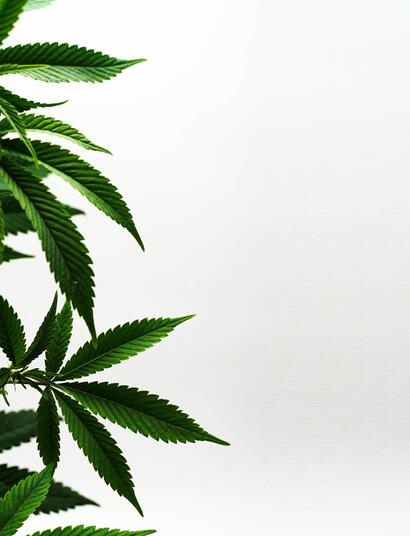 Milano si libera per un giorno dal proibizionismo e celebra 4.20 HempFest 