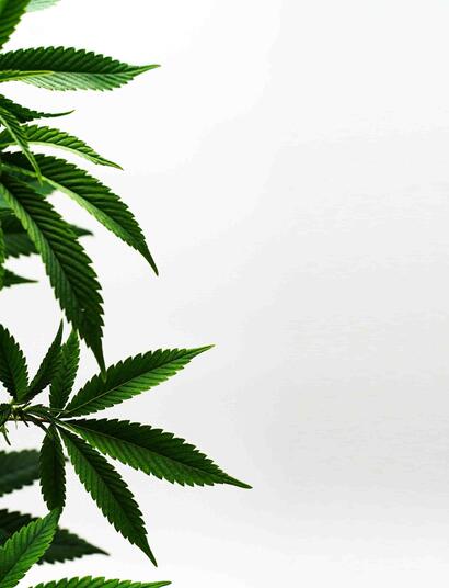 hemp