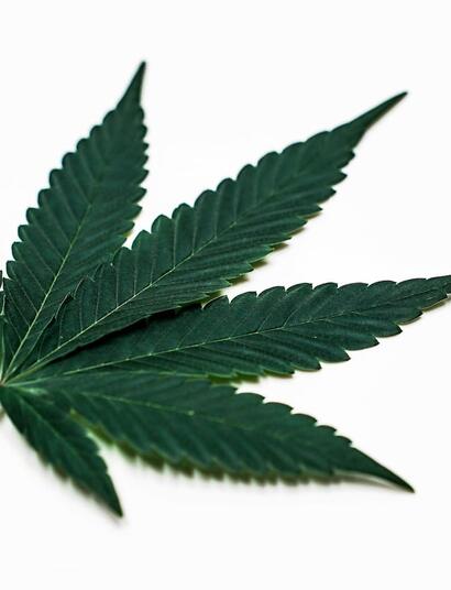 Hoja de marihuana 