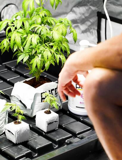persona en cultivo indoor de cannabis