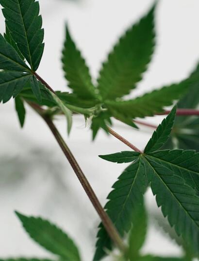 Por-qué-se-ponen-rojos-los-tallos-del-cannabis